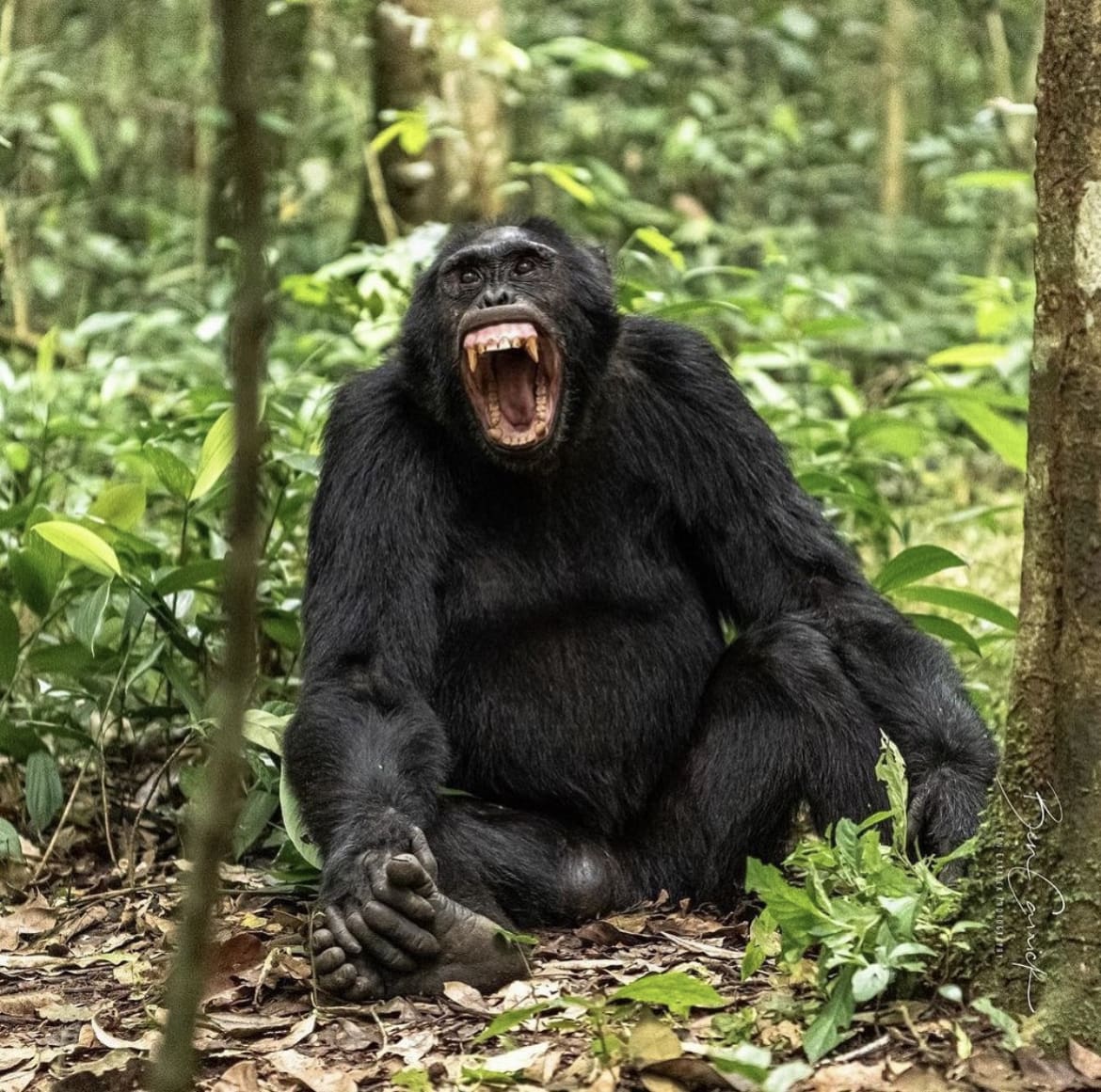 Yawning chimpanzee in Kibale National Park