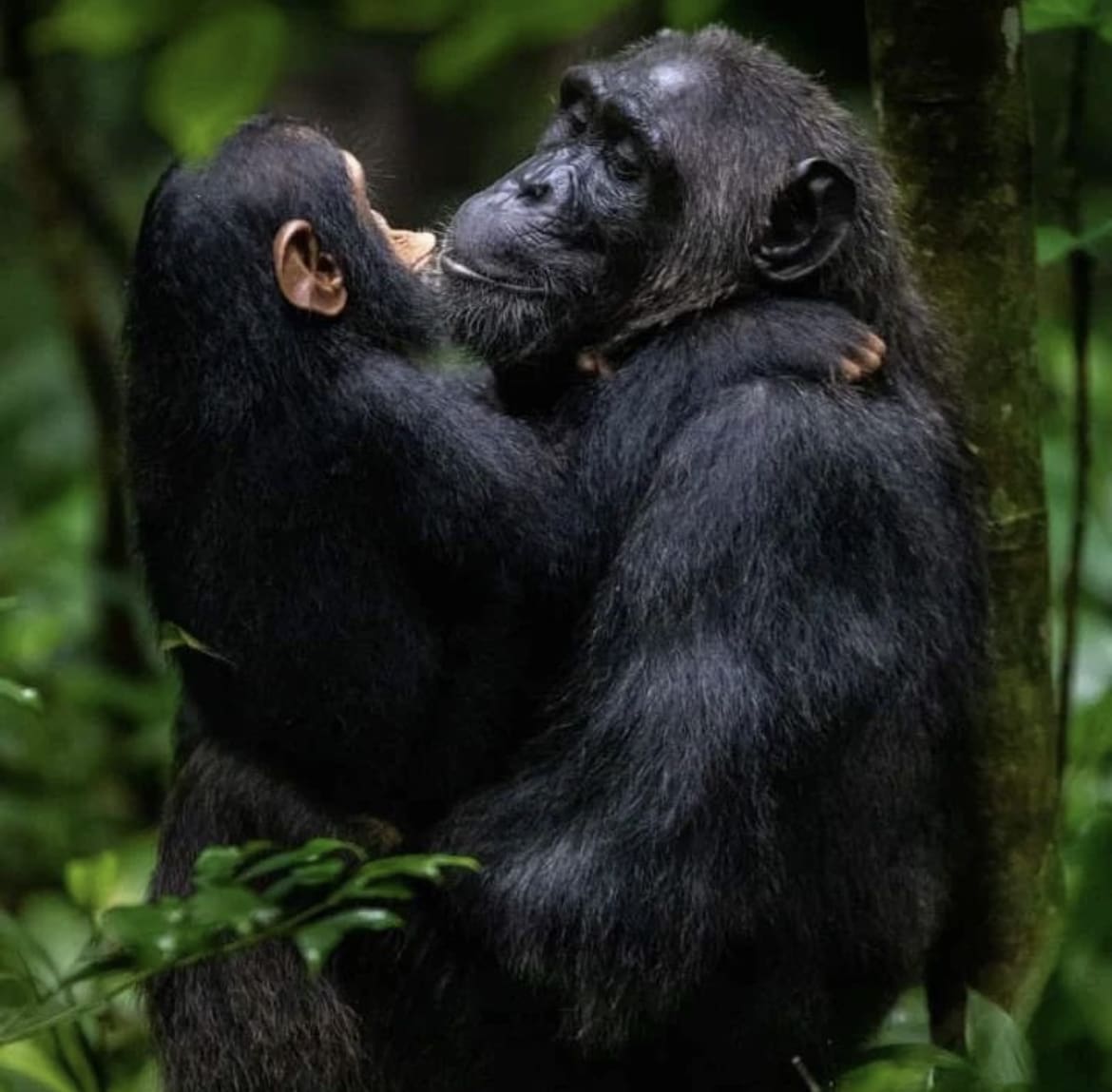 Mother and baby chimp in Kibale - The Flu Is Killing Chimps