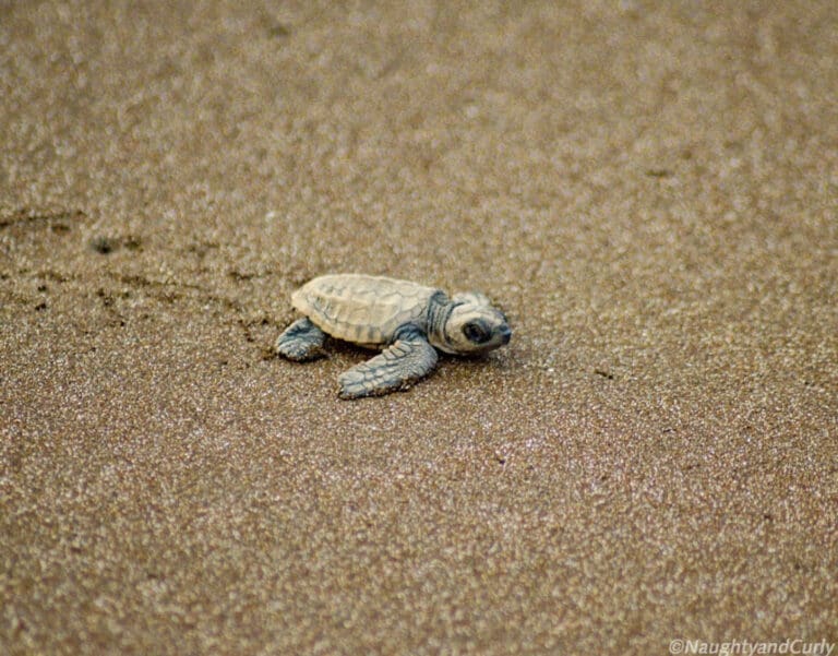 The Best Places to See Wildlife in Namibia | Wildest