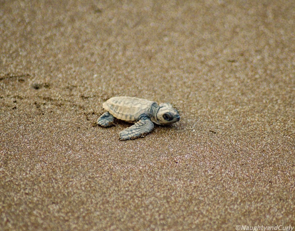 baby sea turtle on the beach sand