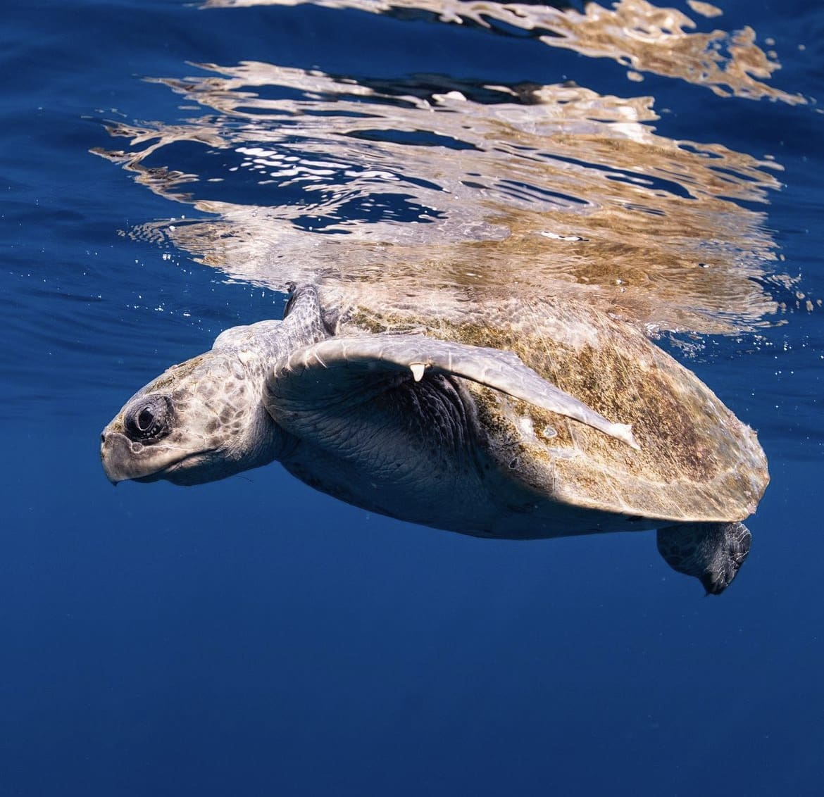 Sea turtle floats at the water's surface