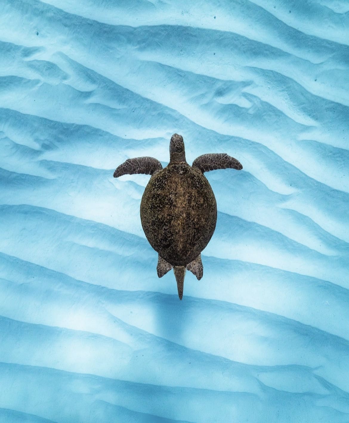 Green Turtle drifting along the seabed - The Seven Types of Sea Turtle