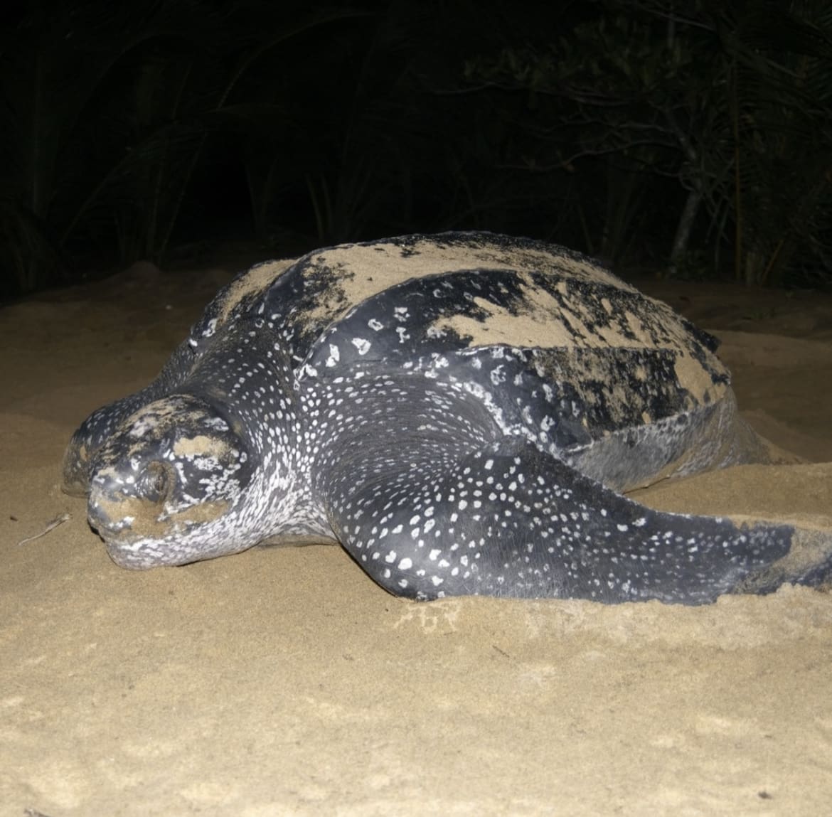Leatherback Turtle - The Seven Types of Sea Turtle