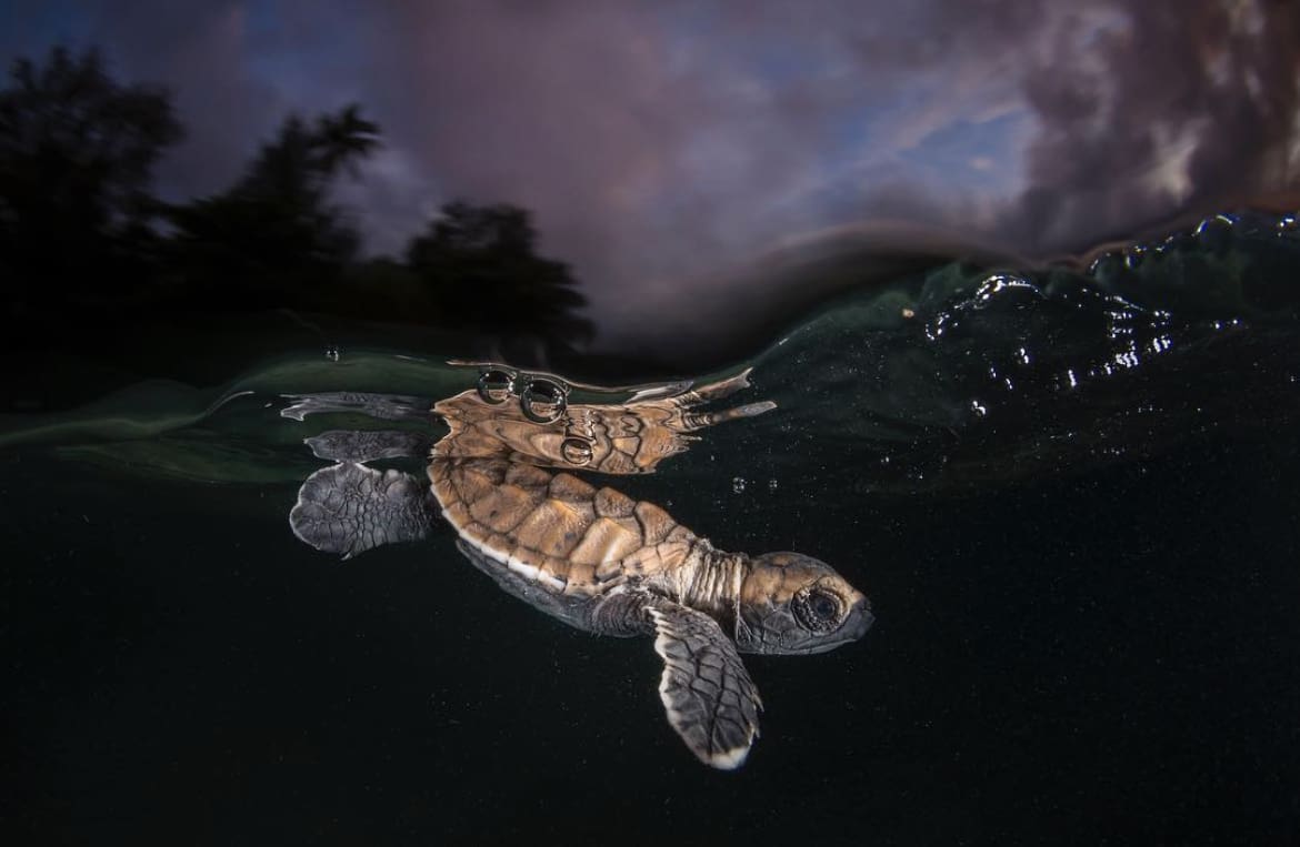hatchling hawksbill turtle - The Seven Types of Sea Turtle