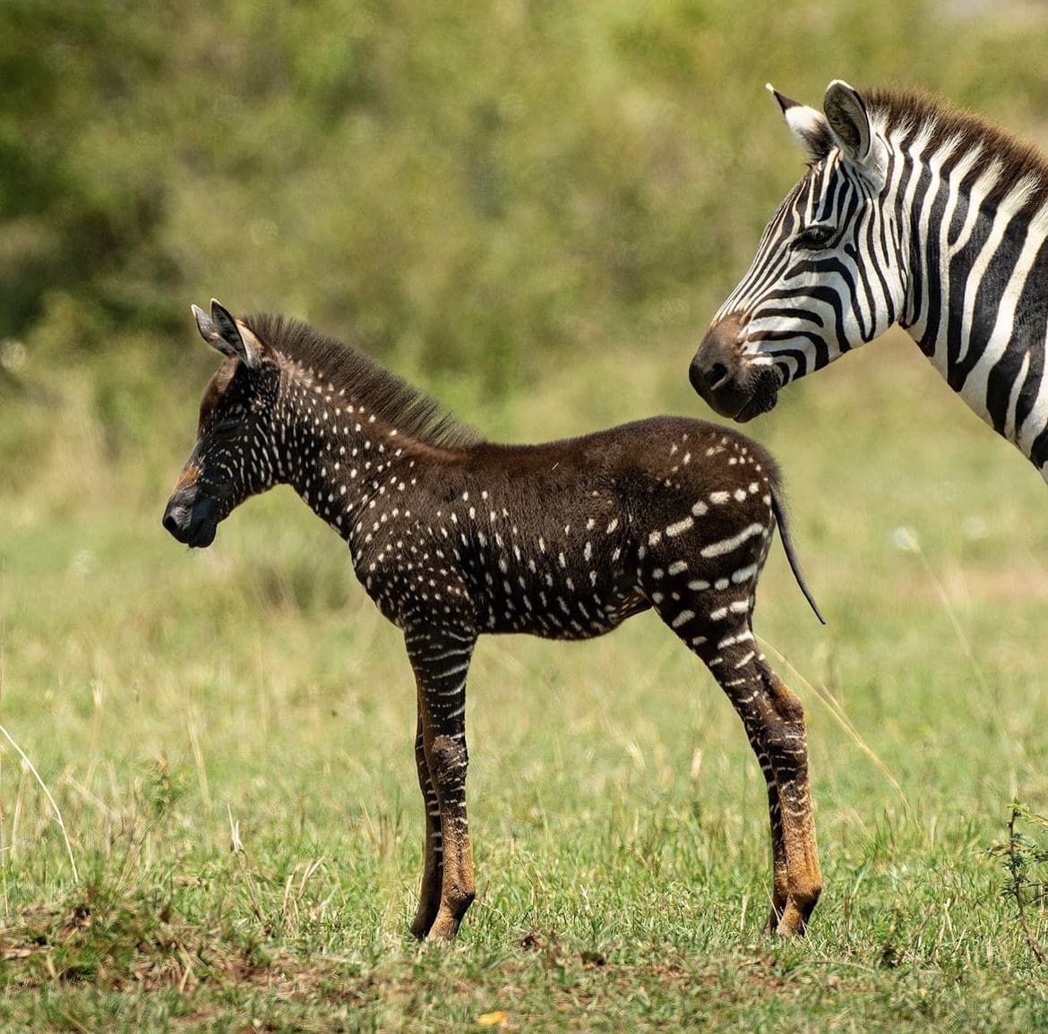 spotted zebra