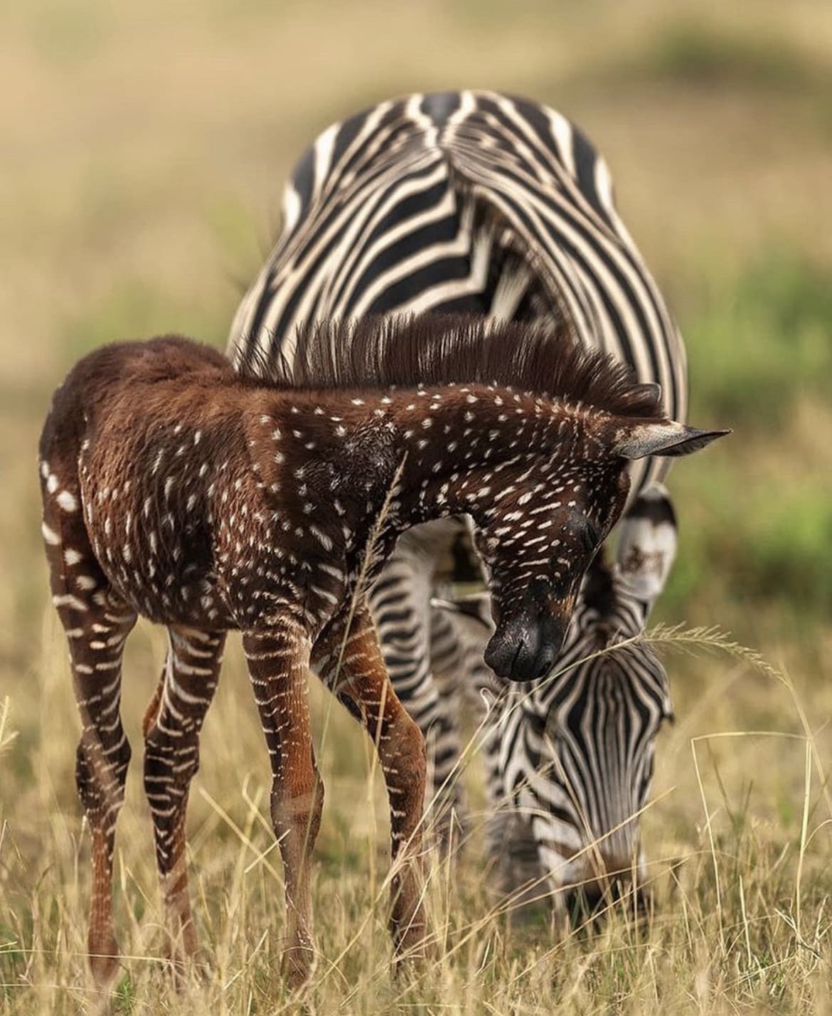 polka-dotted zebra baby