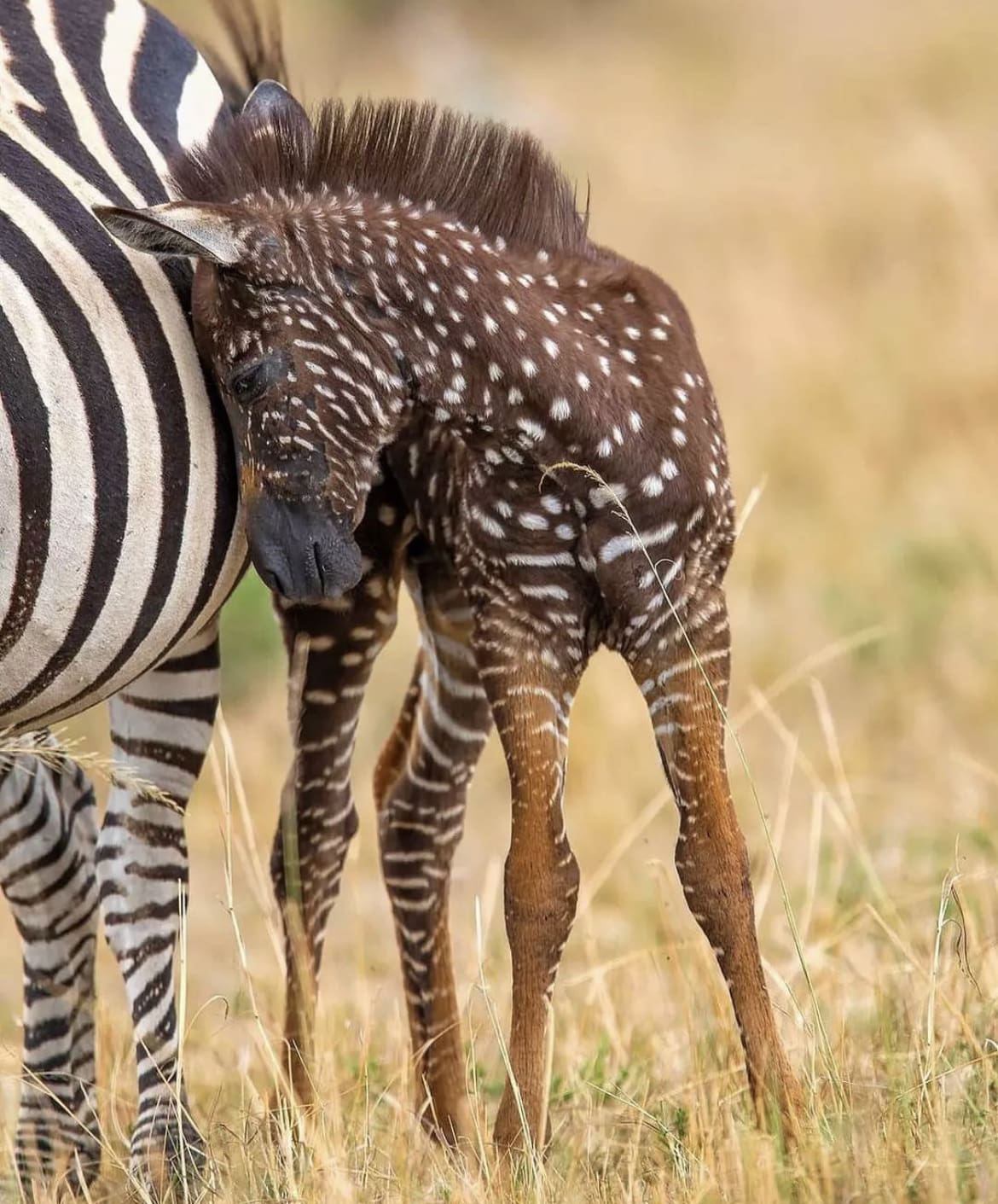 tira the zebra in the masai mara