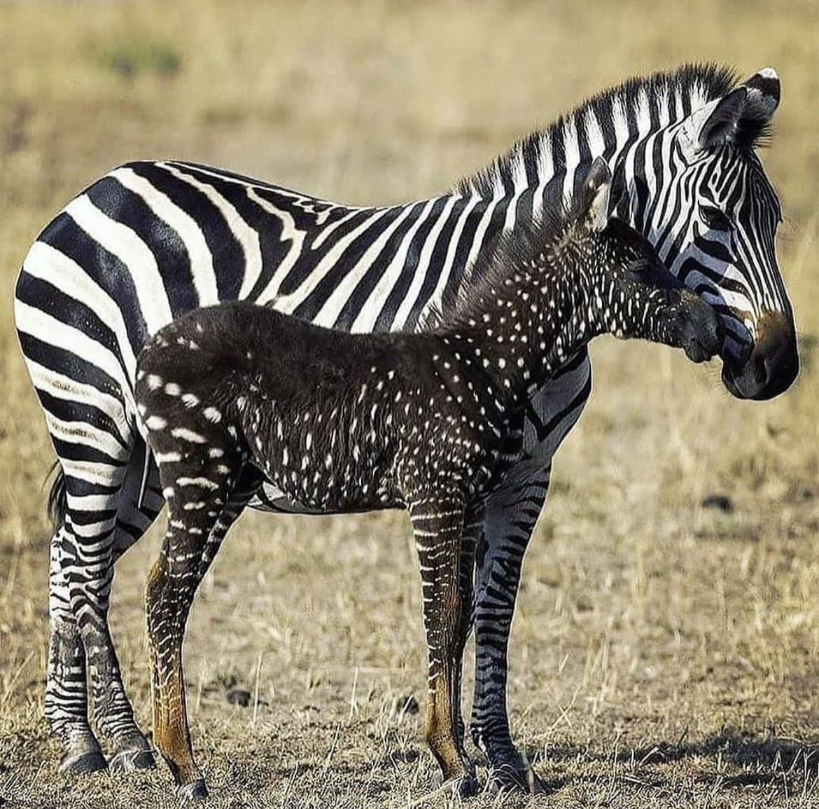 Polka dot zebra