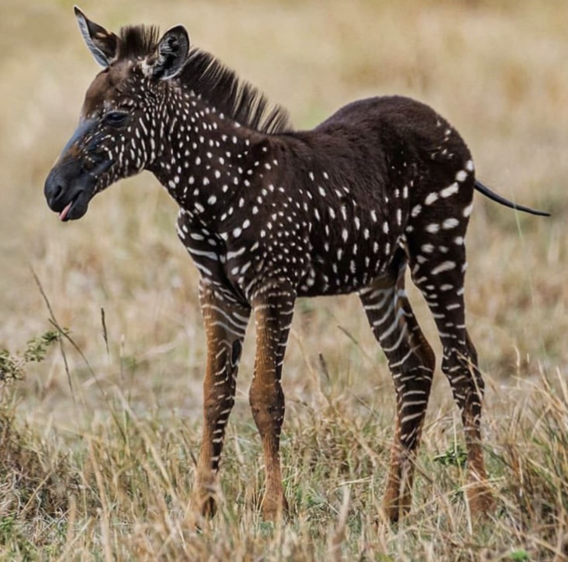 Spotted zebra foal in Kenya