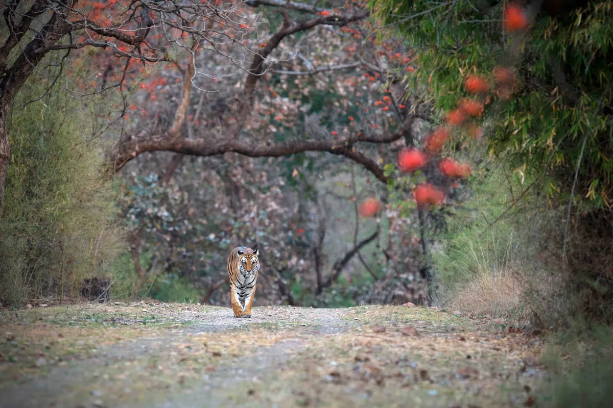 Bandhavgarh Tiger Reserve, India.
