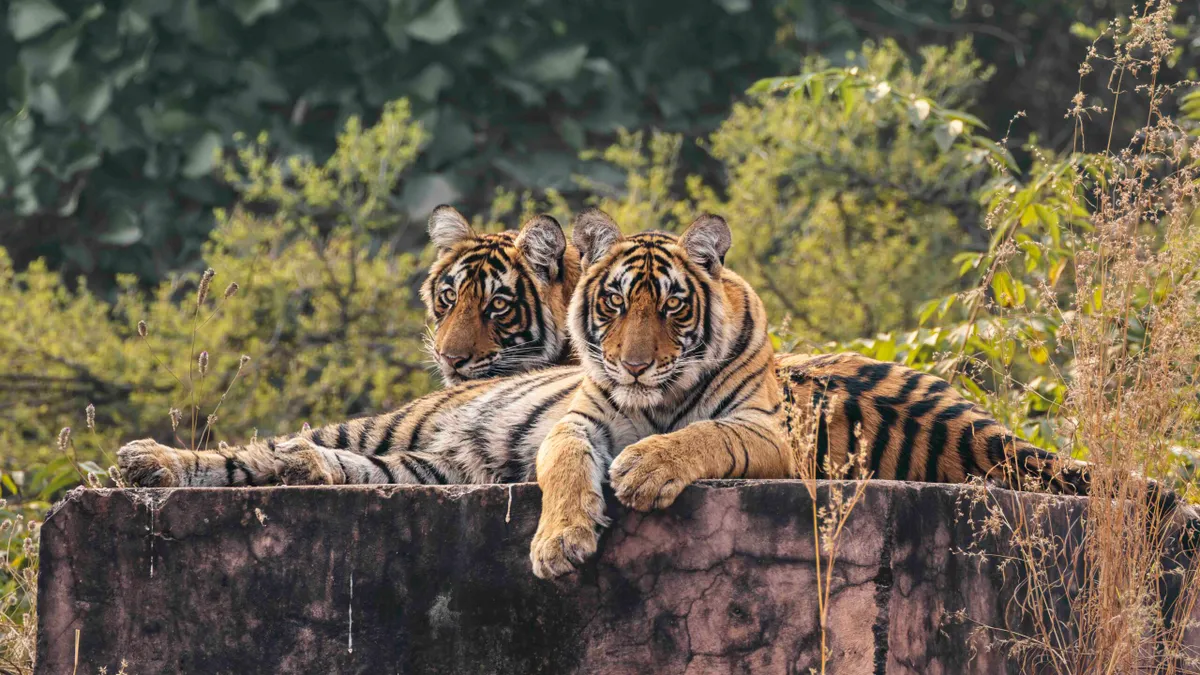 Bengal tiger, Ranthambhore National Park