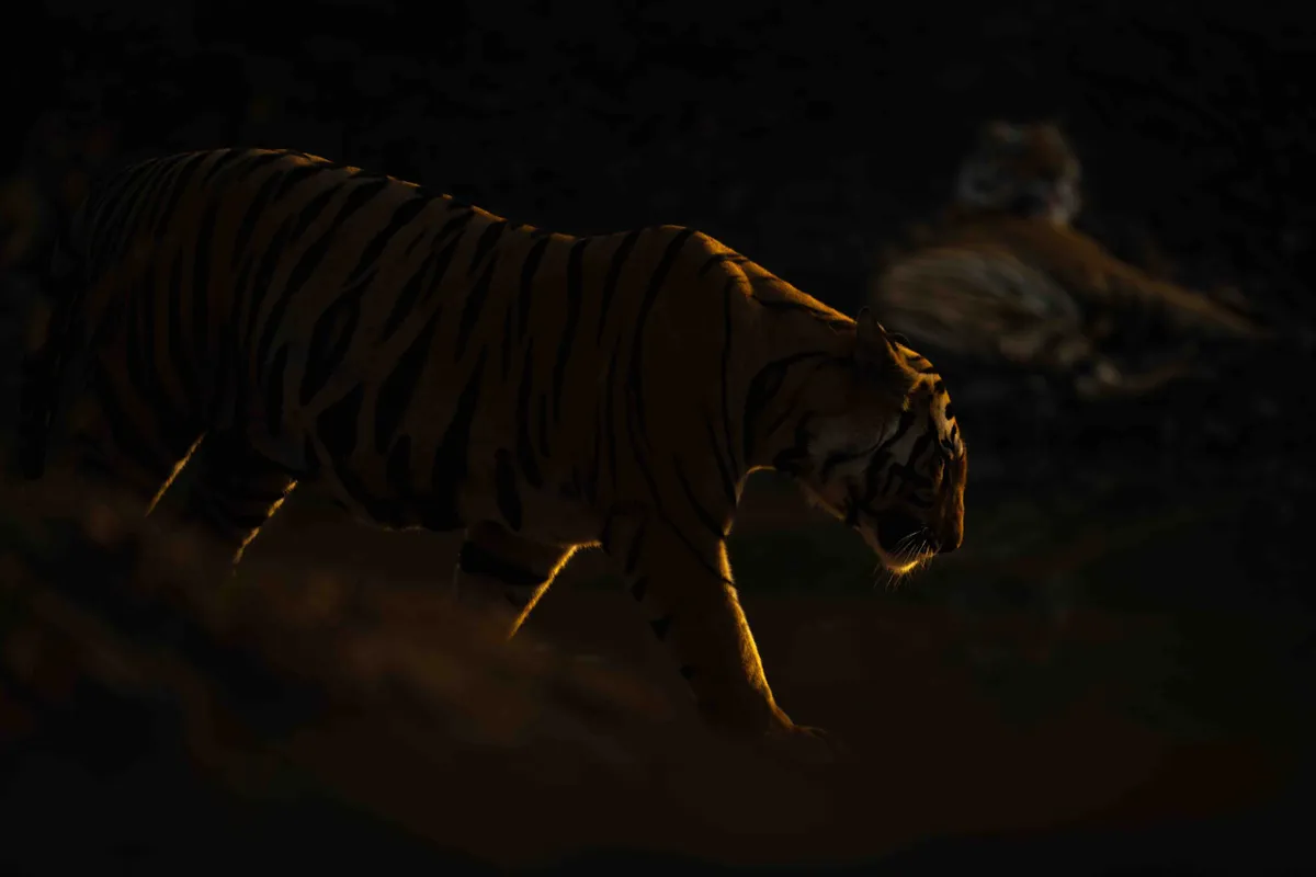 Bengal tiger, Bandhavgarh National Park, India