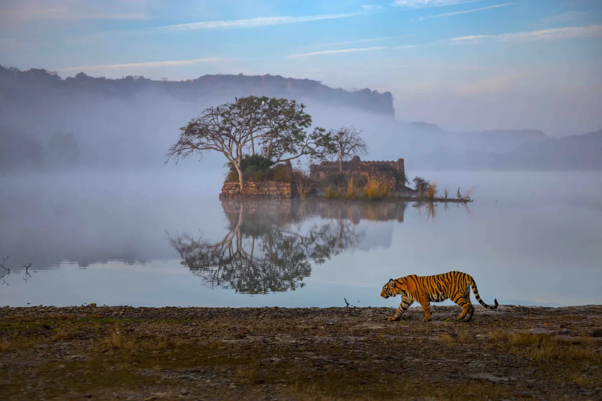 Bengal tiger, Ranthambhore National Park, India