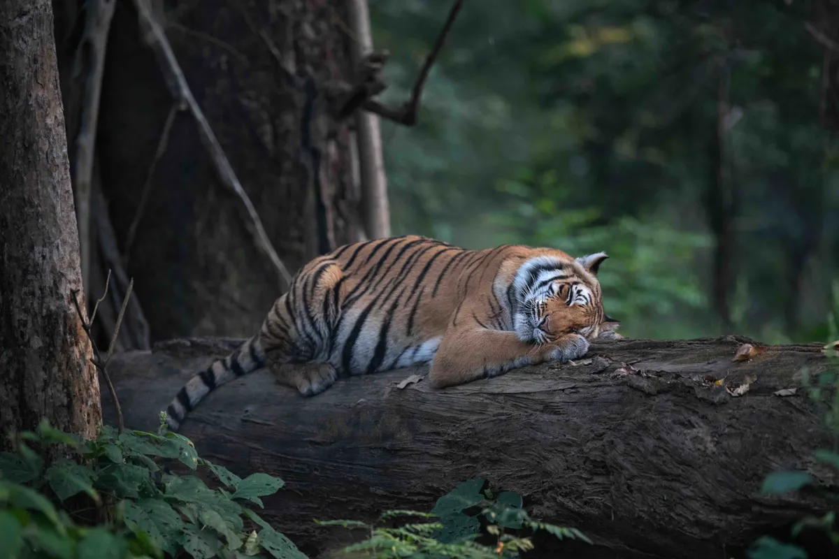 Bengal tiger, Jim Corbett National Park, Uttarakhand, India