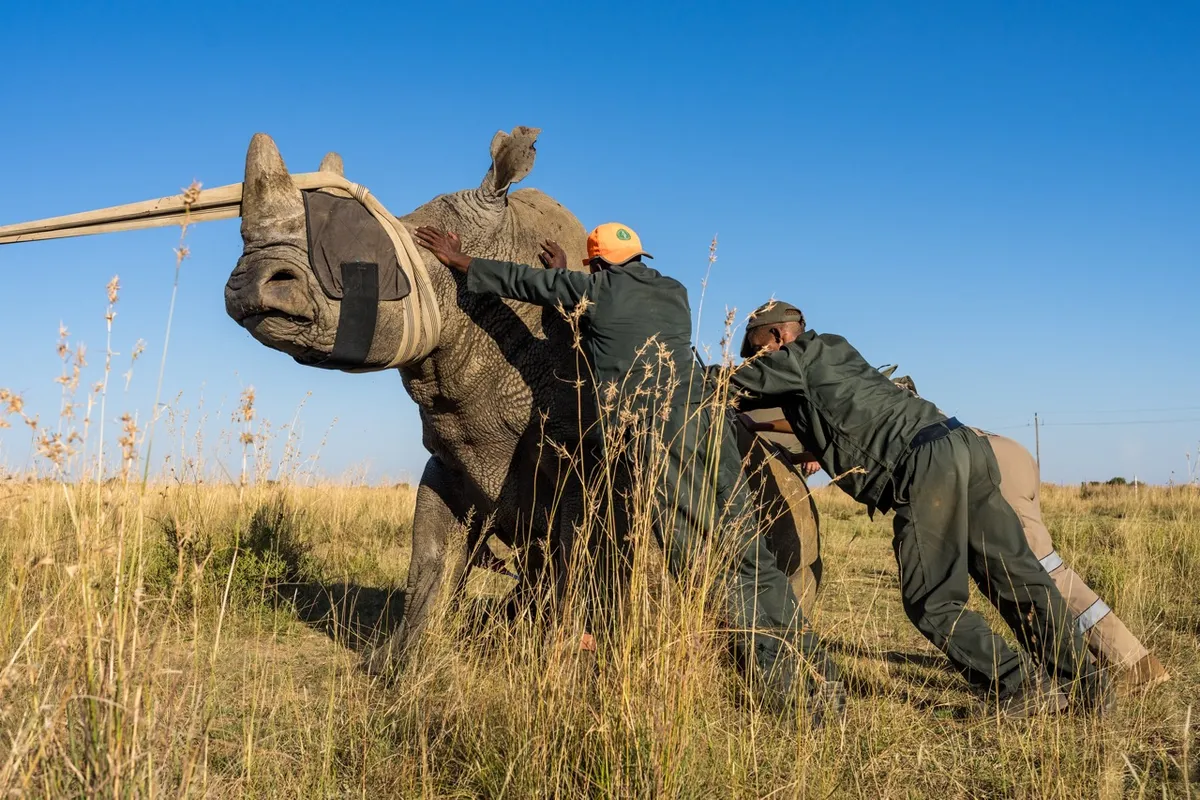 Rhino being led to crate for loading. Credit: Marcus Westberg