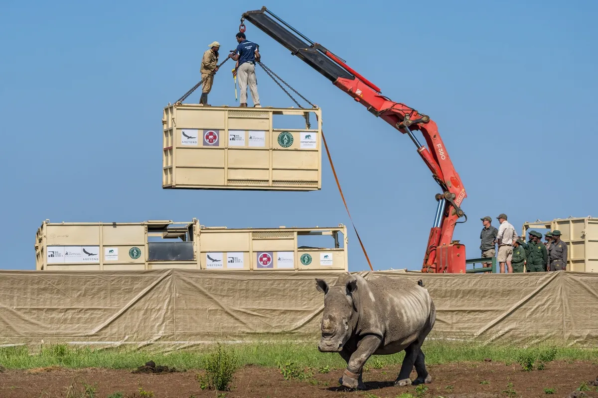 Rhino being released into boma (enclosure) in Munywana Conservancy. Credit: Marcus Westberg