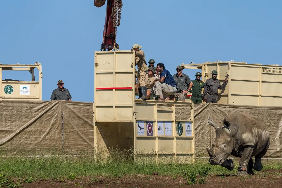 A rhino being released into a boma (enclosure) as part of habituation in Munywana Conservancy. Credit: Marcus Westberg
