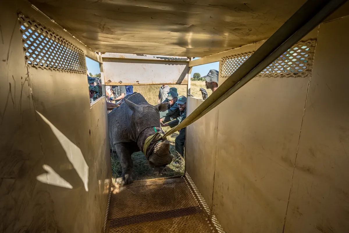 Rhino being walked into a crate for transport. Credit: Marcus Westberg