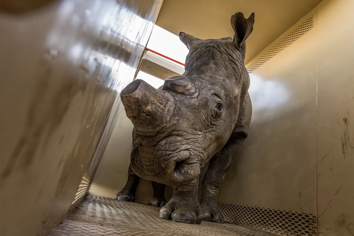 Rhino in its crate before being released. Credit: Marcus Westberg