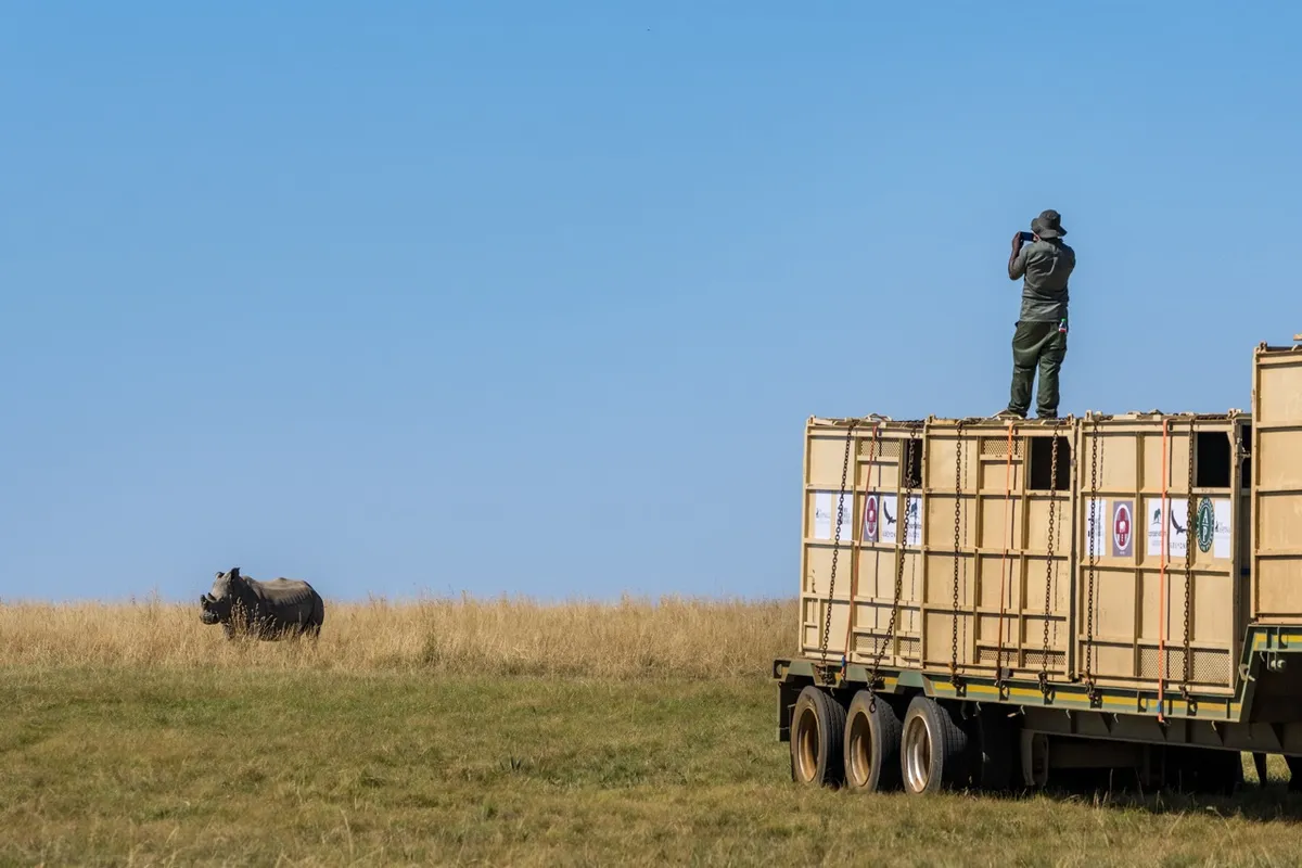 Rhinos on the Rhino Farm being prepared for loading for transfer. Credit: Marcus Westberg
