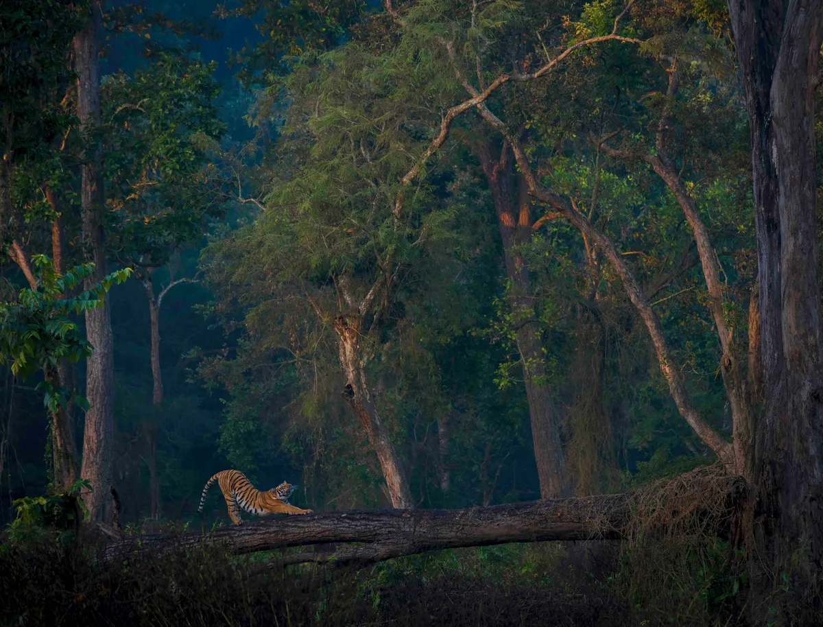 Bengal tiger, Jim Corbett Tiger Reserve, Uttarakhand, India