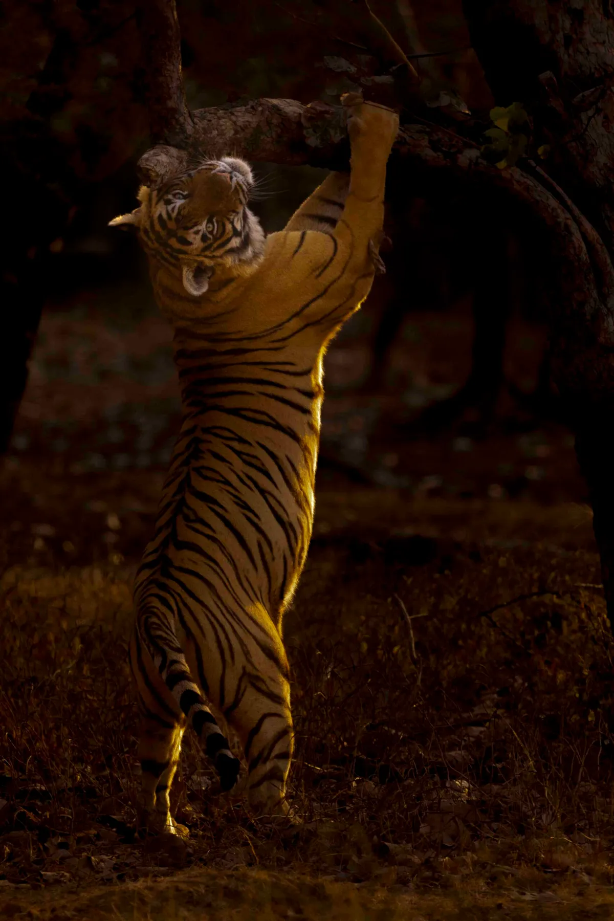 Bengal tiger, Ranthambhore National Park, India