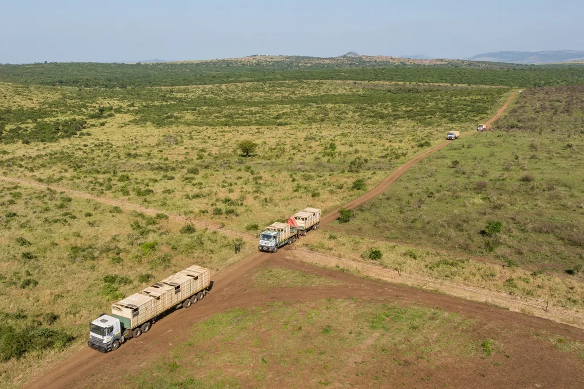 Trucks with 40 rhinos in crates arriving at the Munywana Conservancy. Credit: Marcus Westberg