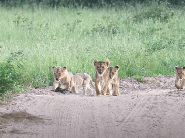 lion cubs reunited with mother