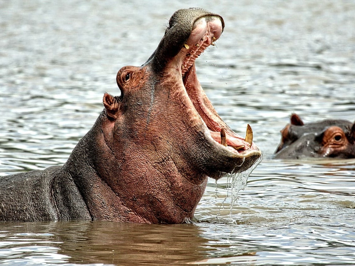 aggressive hippo in Kruger