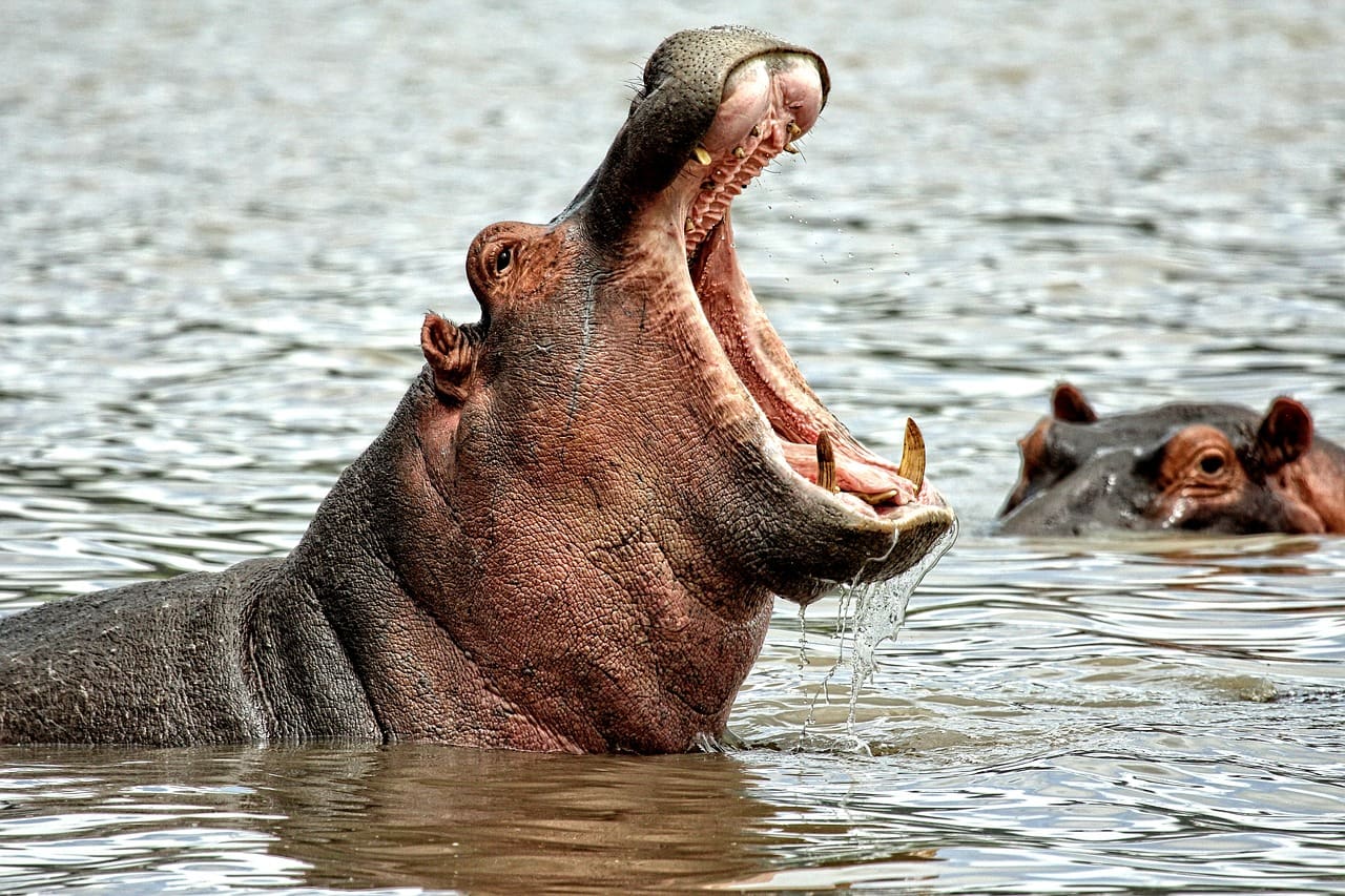 aggressive hippo in Kruger