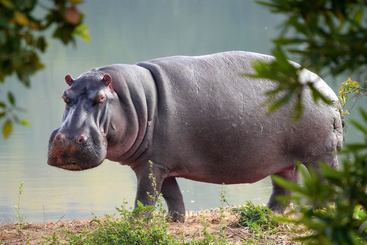 Hippo Attack in Kruger National Park Leaves Three Workers Seriously Injured