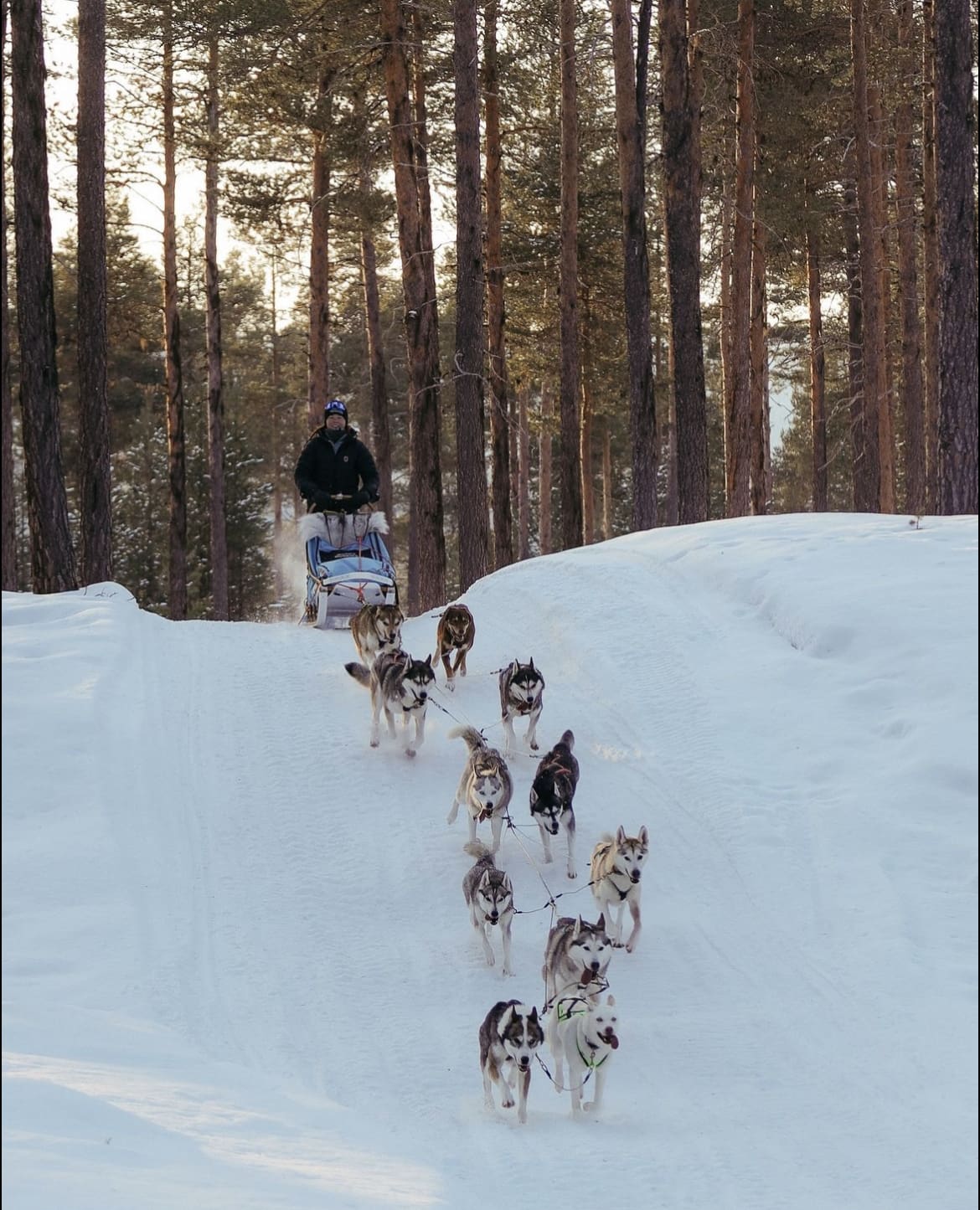 Dog Sledding