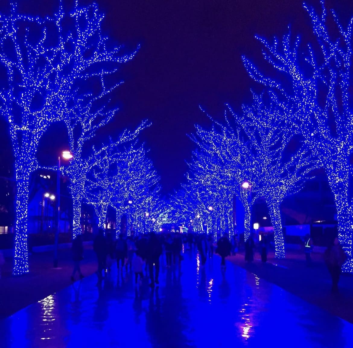 Christmas lights in Sibuya Blue Cave