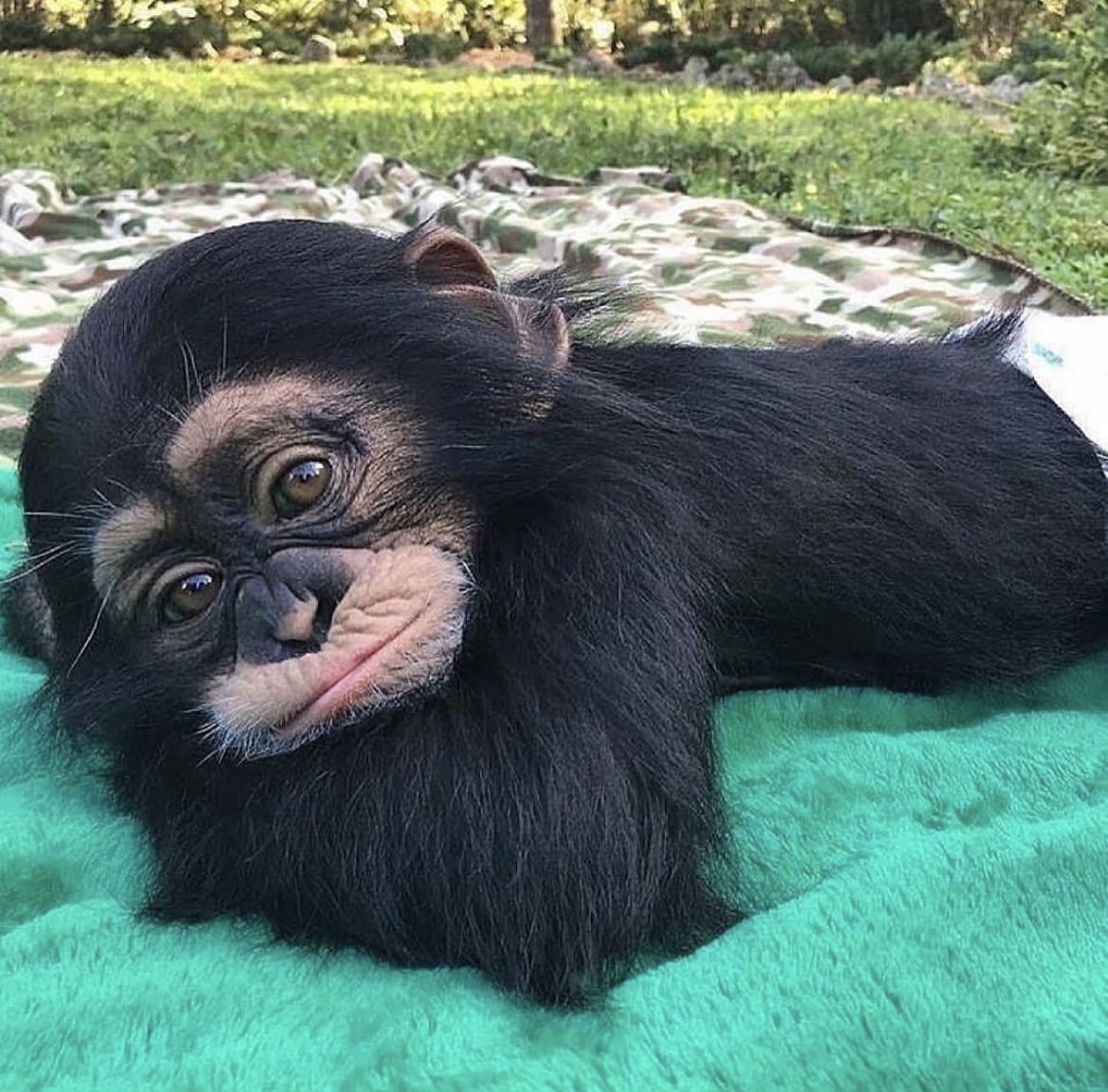 Baby chimpanzee lying on a blanket