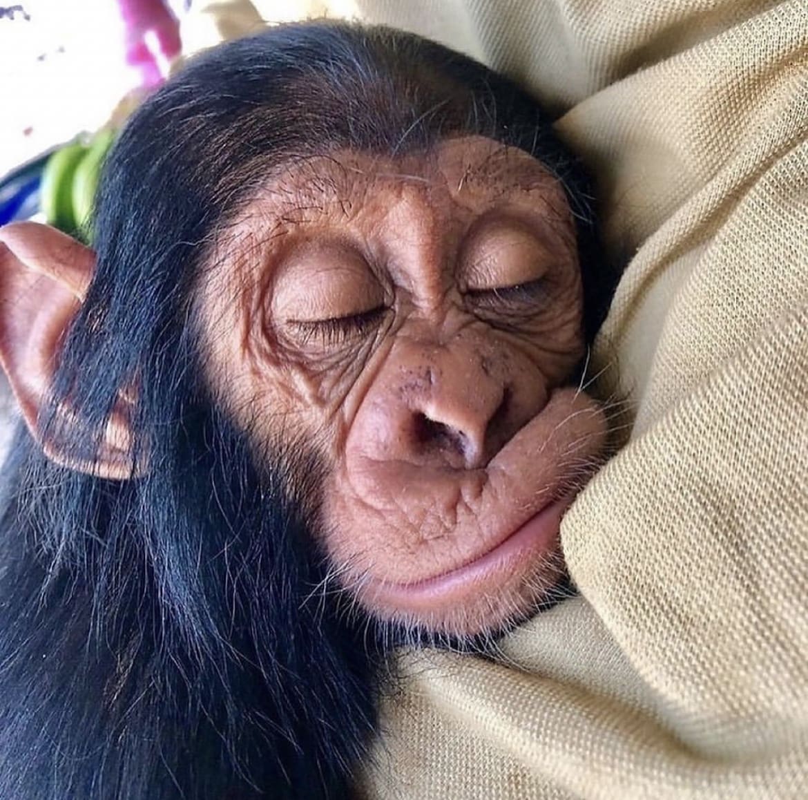 baby chimpanzee sleeping - chimpanzees as pets