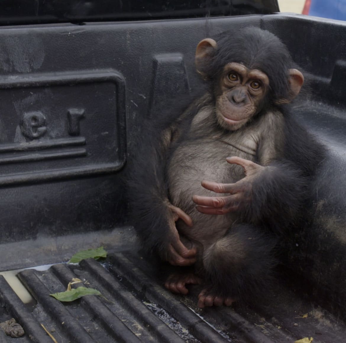 Baby chimp at Tchimpounga Chimpanzee Rehab Centre - chimpanzees as pets