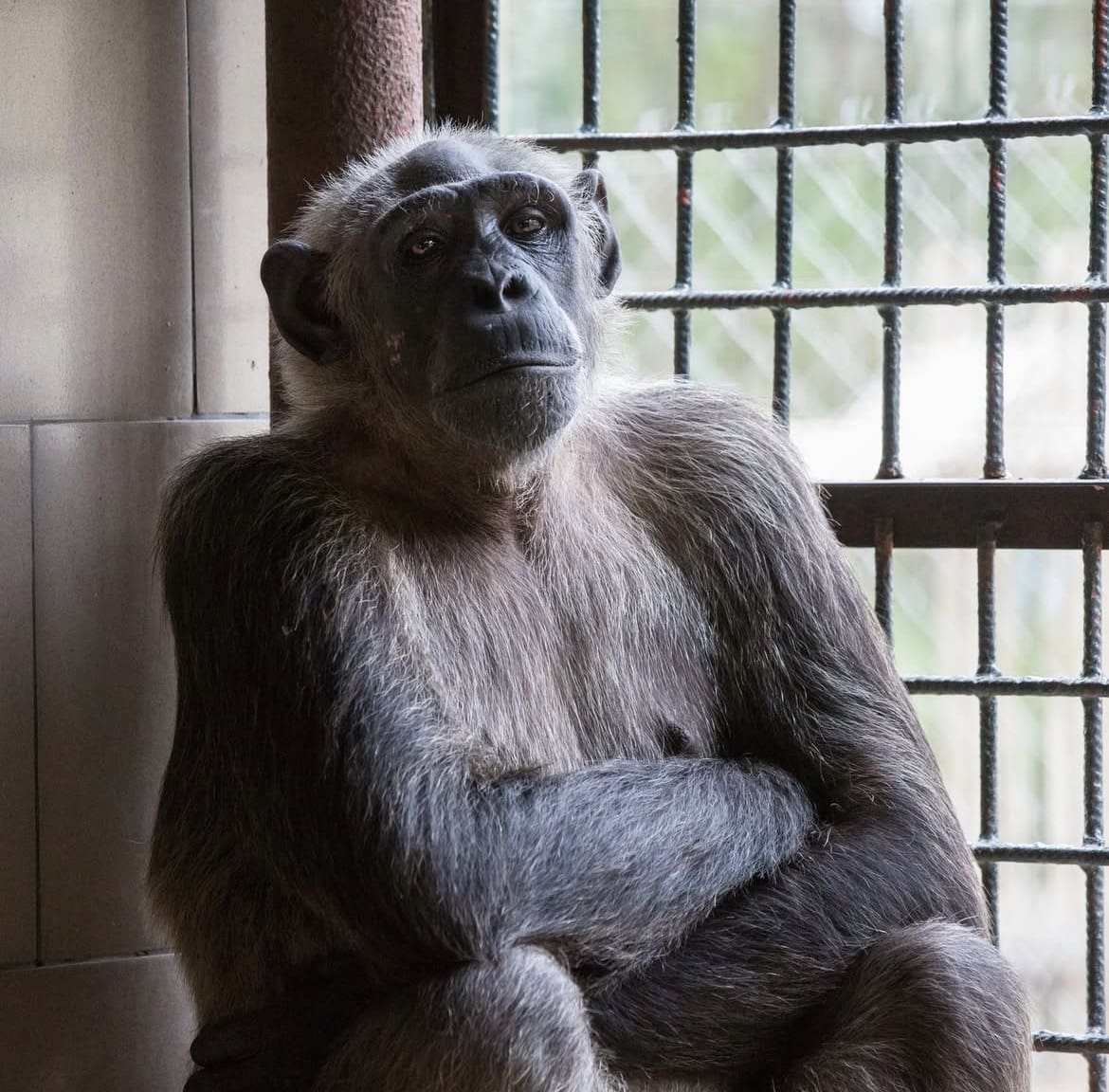 Chimp at the Tchimpounga Chimpanzee Rehabilitatio