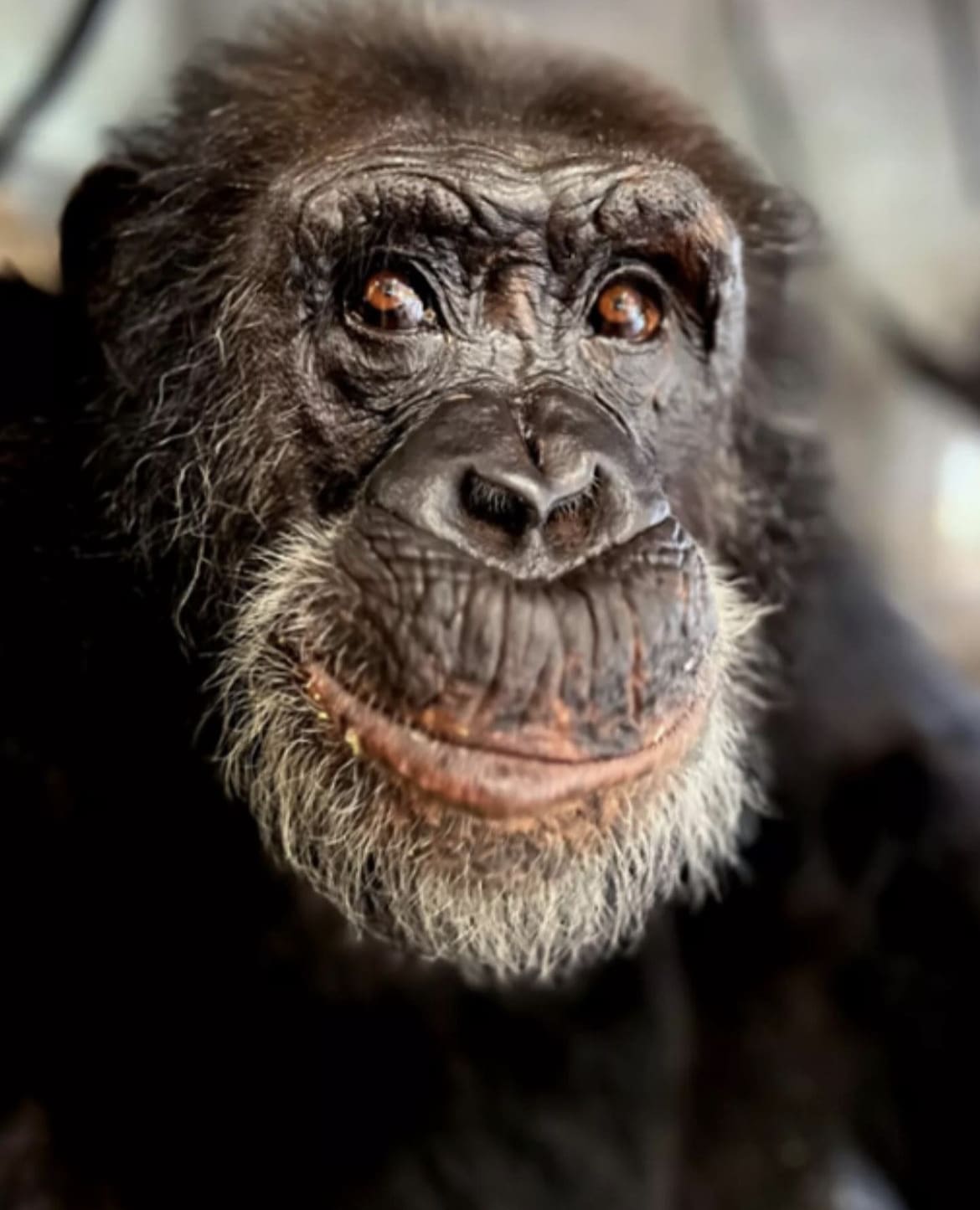 Tonka, The Chimp