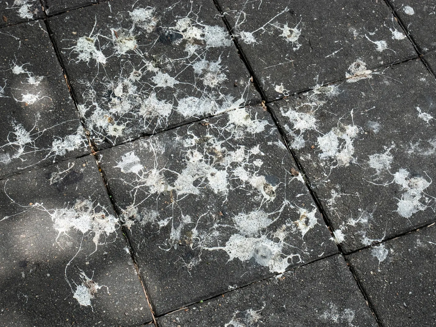 Bird poo splattered on the pavement