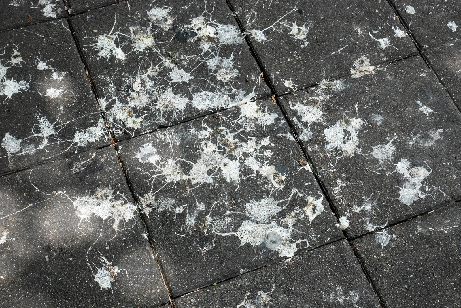 Bird poo splattered on the pavement