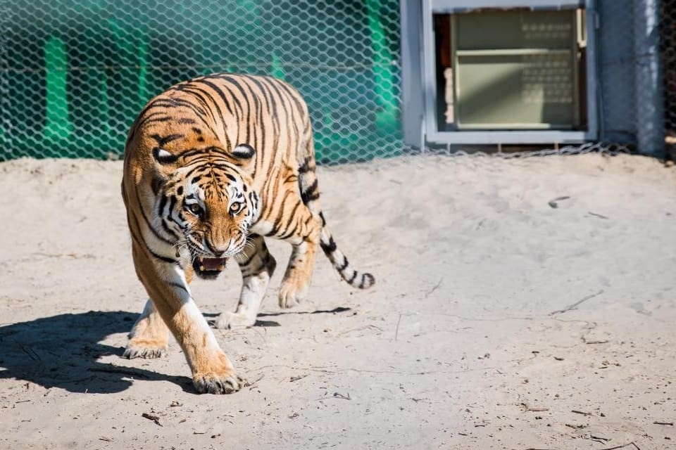 Tigers in Kazakhstan