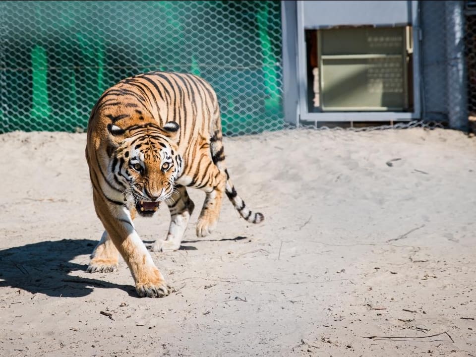 Tigers in Kazakhstan