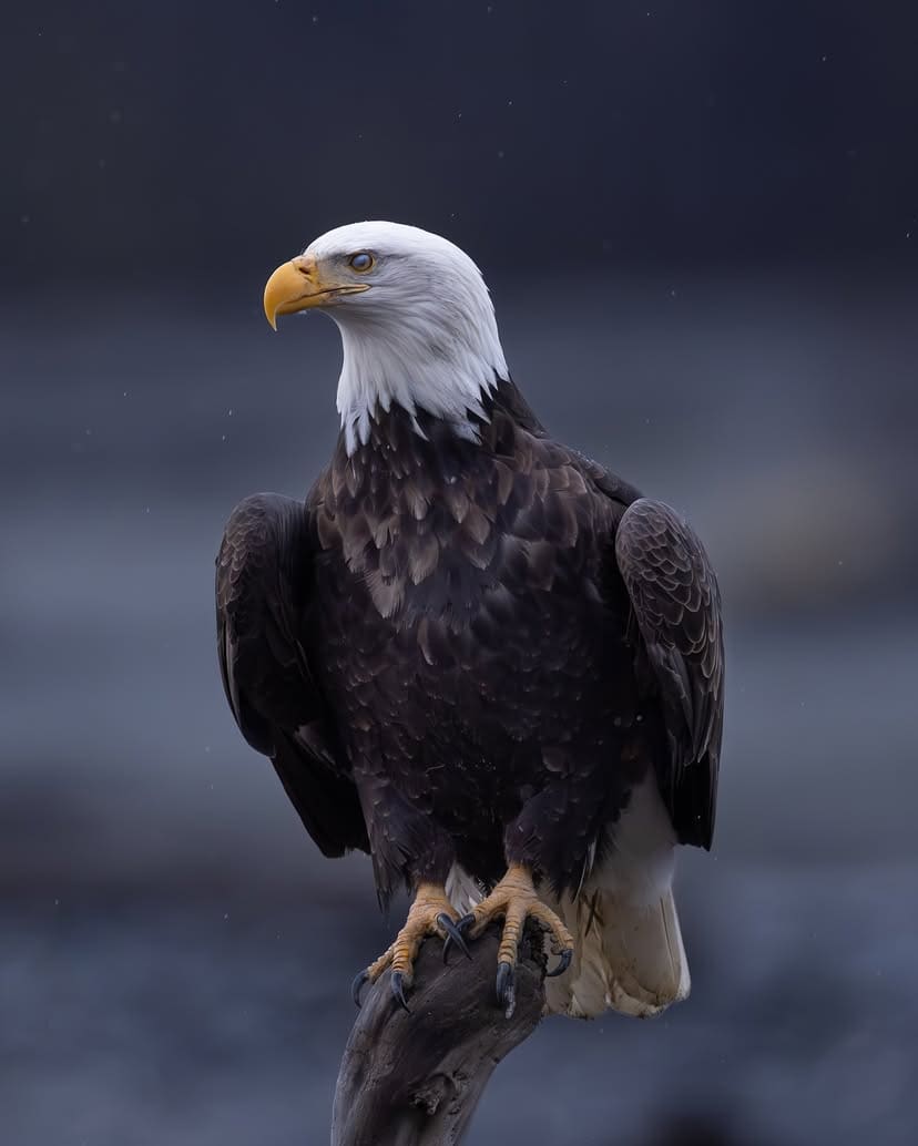 The Bald Eagle has been named the national bird of America