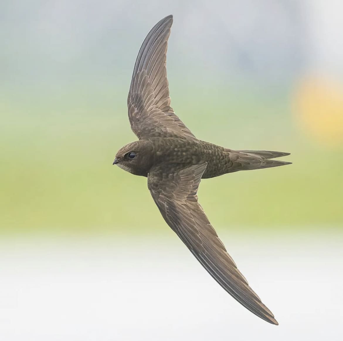 Common Swift - What's The Fastest Bird In The World?