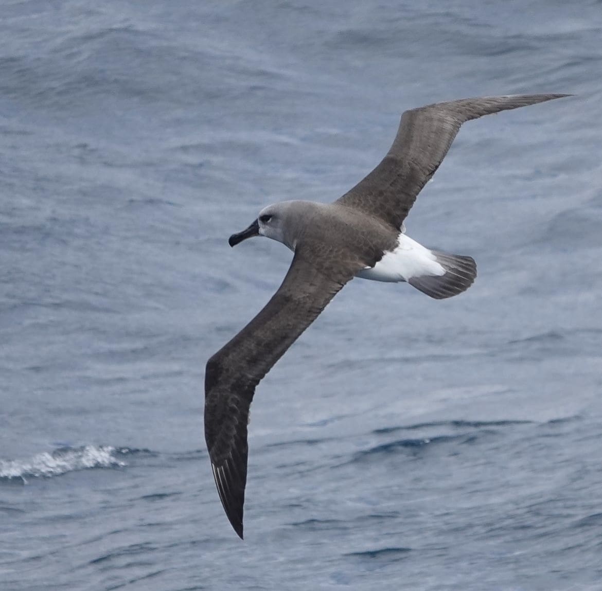 Grey-headed Albatross – The Glide Master | What's The Fastest Bird In The World?