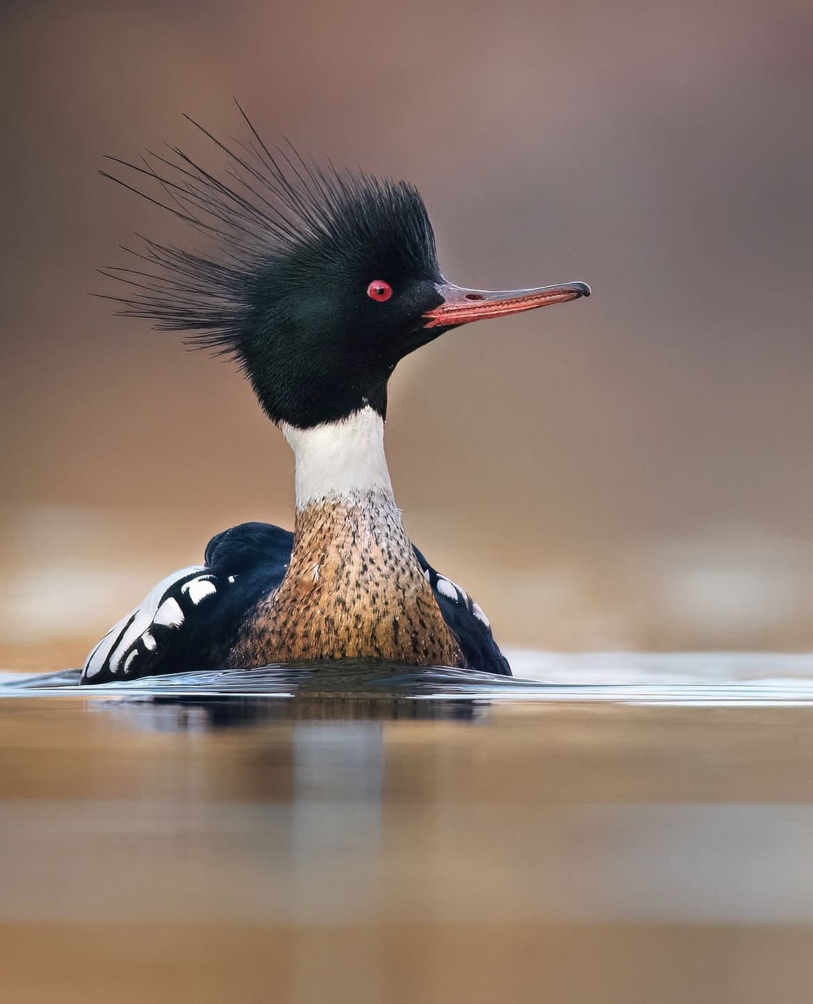 Red-breasted Merganser – The Swift Swimmer