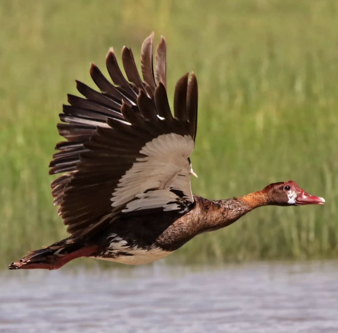 Spur-winged Goose – The Heavyweight Speedster