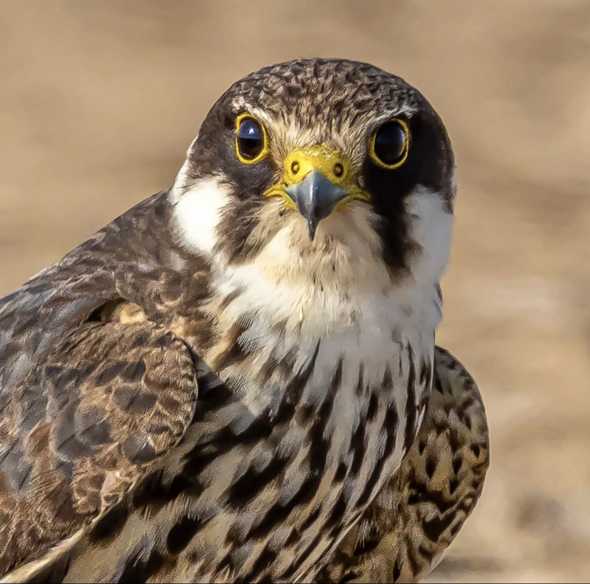 Eurasian Hobby – The Agile Hunter