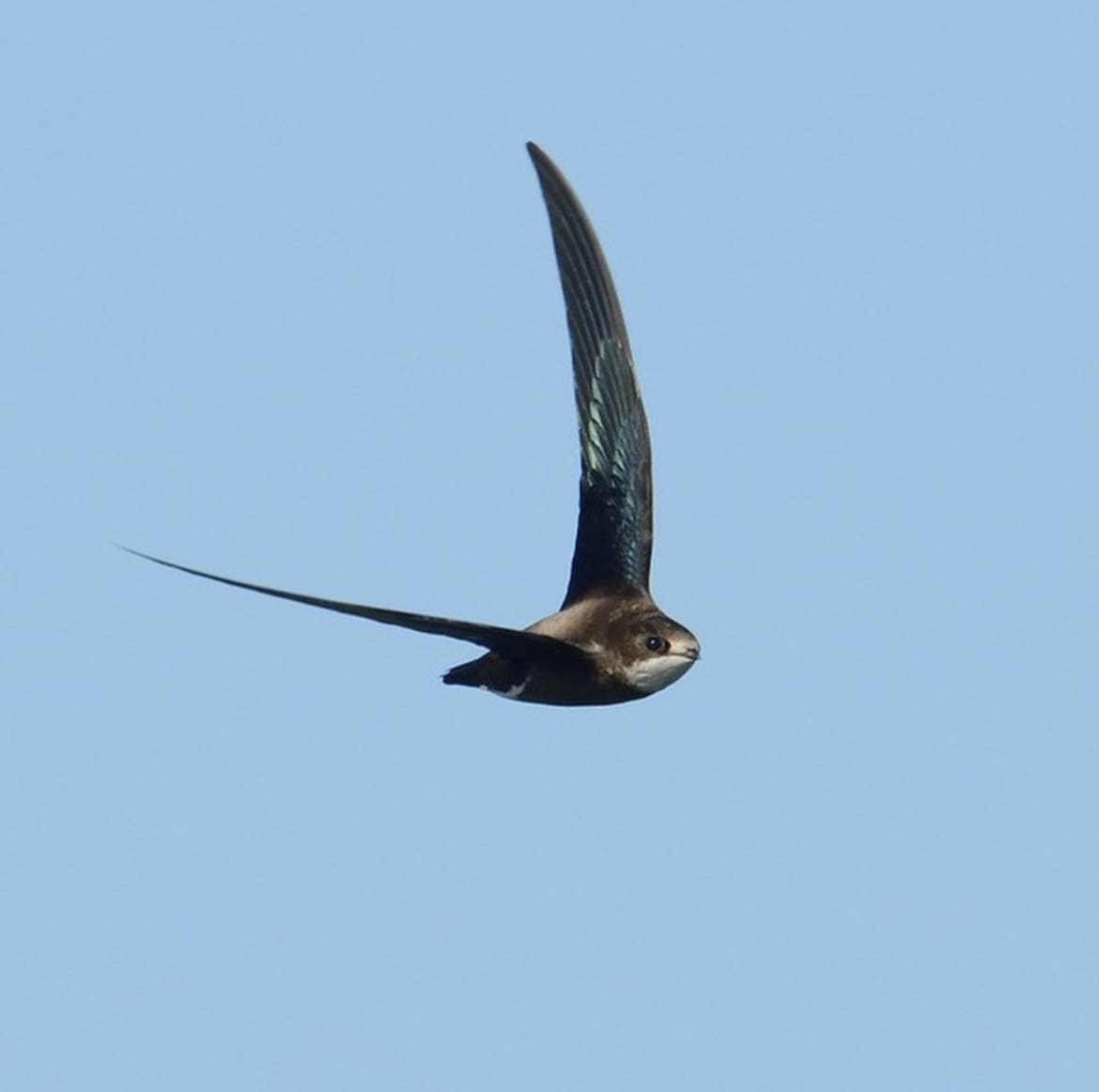 White-throated Needletail – The Horizontal Flyer