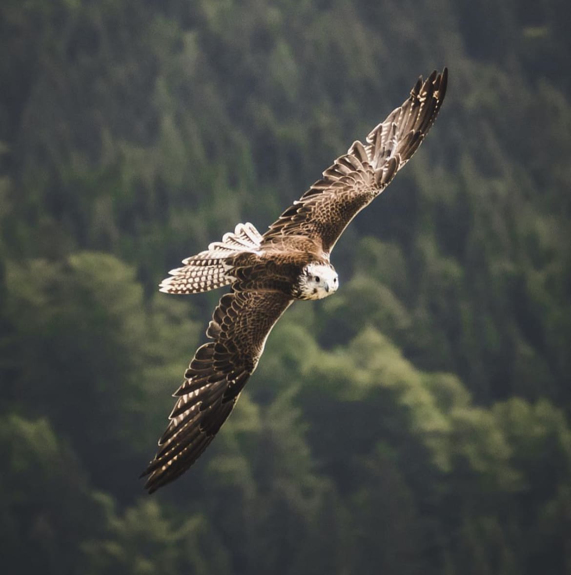 Saker Falcon – The Falconer’s Favorite